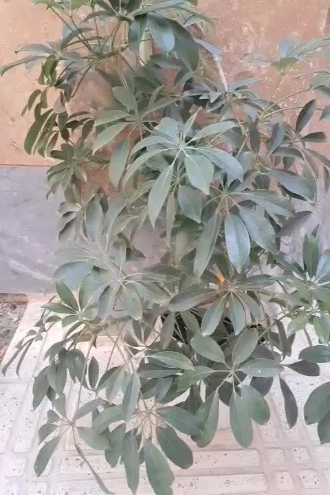 گل شفلرا|گل و گیاه طبیعی|اردبیل, |دیوار