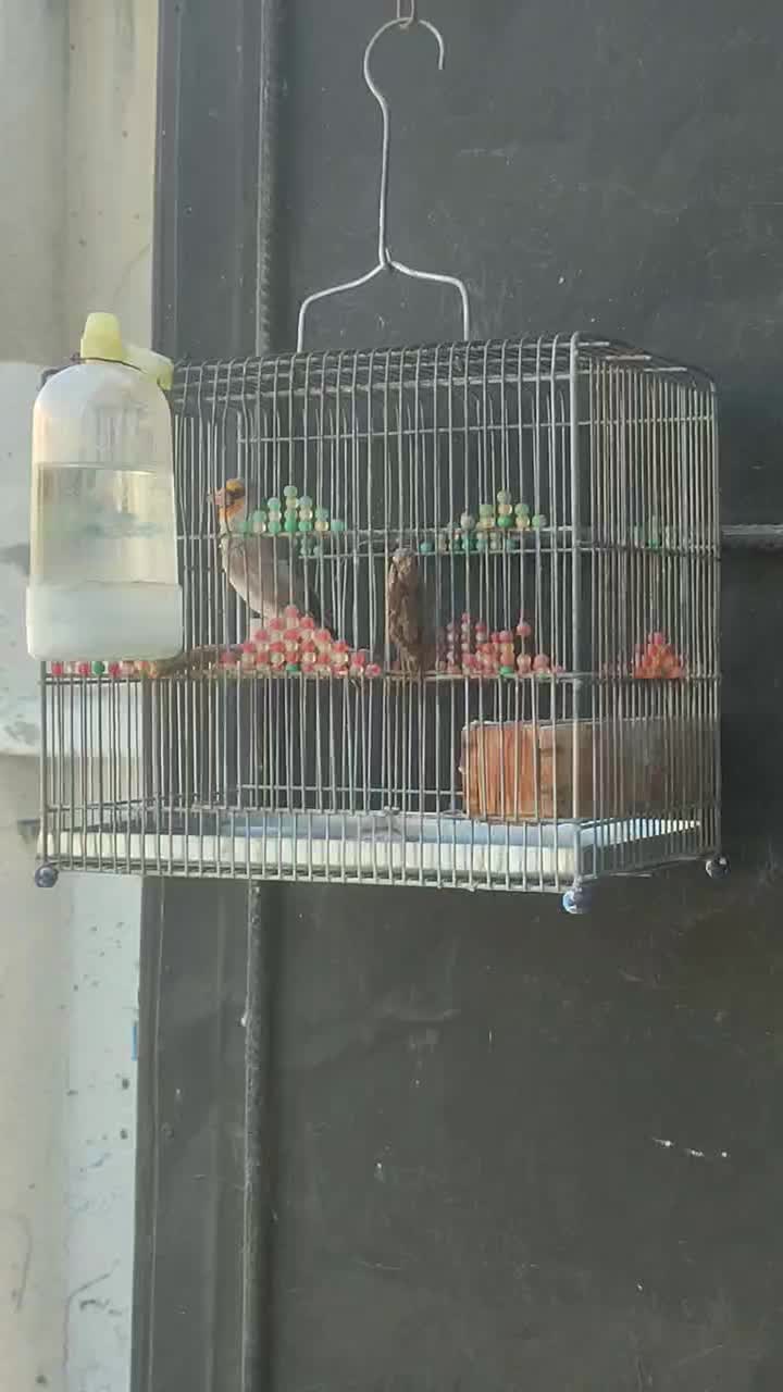 سهره کرمونی مست مست|پرنده|شیراز, دلجو|دیوار