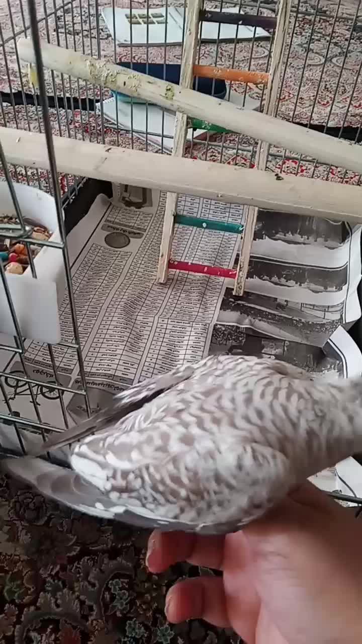 عروس هلندی سالم وسرحال|پرنده|سنندج, |دیوار