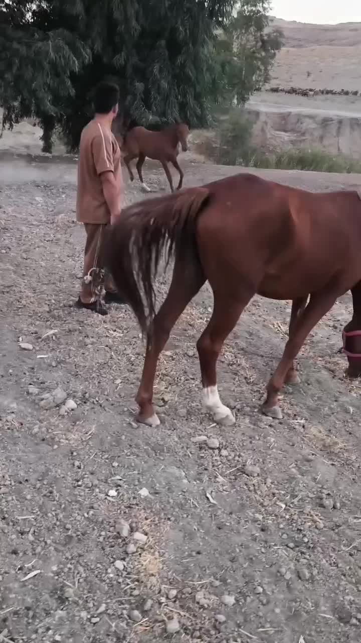 اسب دم گیر|اسب و تجهیزات اسب‌سواری|بهبهان, |دیوار