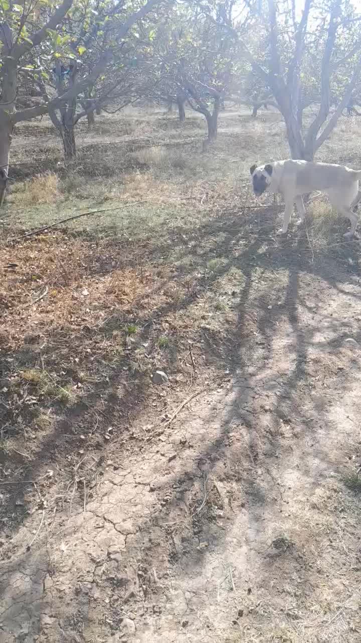 سگ سرابی|سگ|اهر, |دیوار