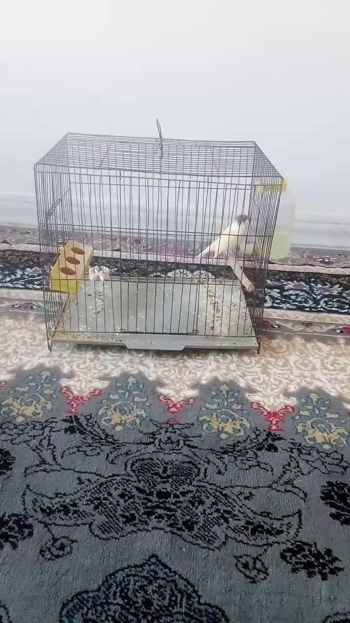 پرنده|پرنده|گرگان, |دیوار