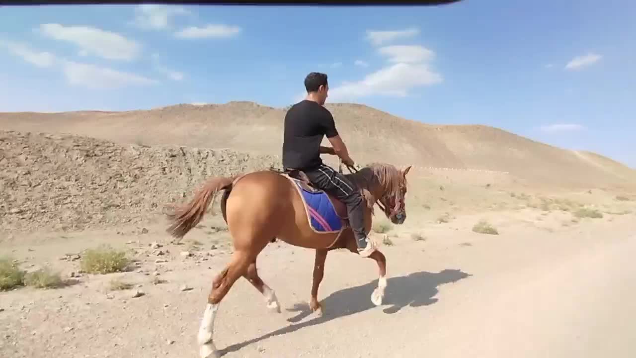 اسب یورغ|اسب و تجهیزات اسبسواری|جلگه رخ, |دیوار