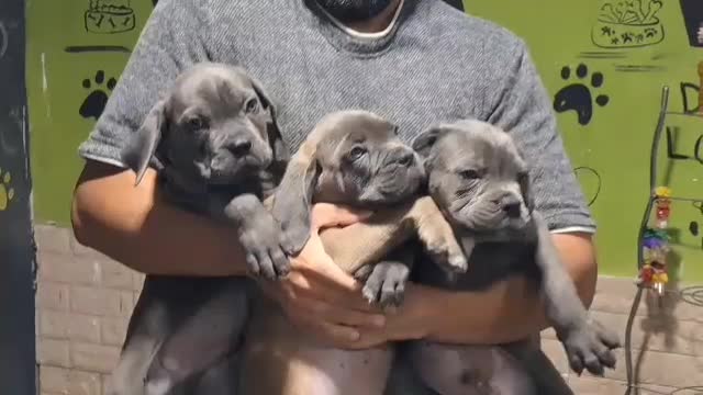 سگهای گارد کنکورسو ماستیف ، روتفایلر،ژرمن، دوبرمن|سگ|صفادشت, |دیوار