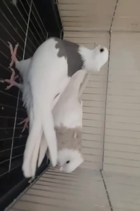 طوقی نر اجری خال سرکه ای با ماده سرکه ای|پرنده|فولادشهر, مسکن مهر فولادشهر|دیوار