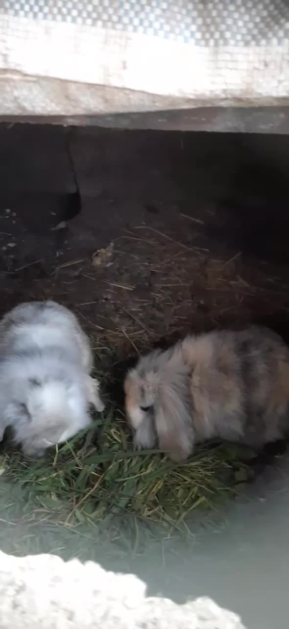 تعدادی خرگوش لپ همه یک سال به بالا همه ماده میباشد|موش و خرگوش|کوچصفهان, |دیوار