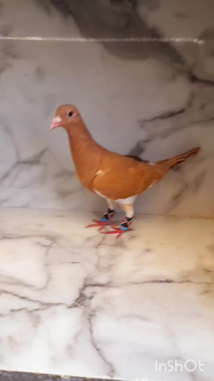 کفتر قره زرد بزک طوقی هفت رنگ ساده کاکلی|پرنده|مشهد, قائم|دیوار