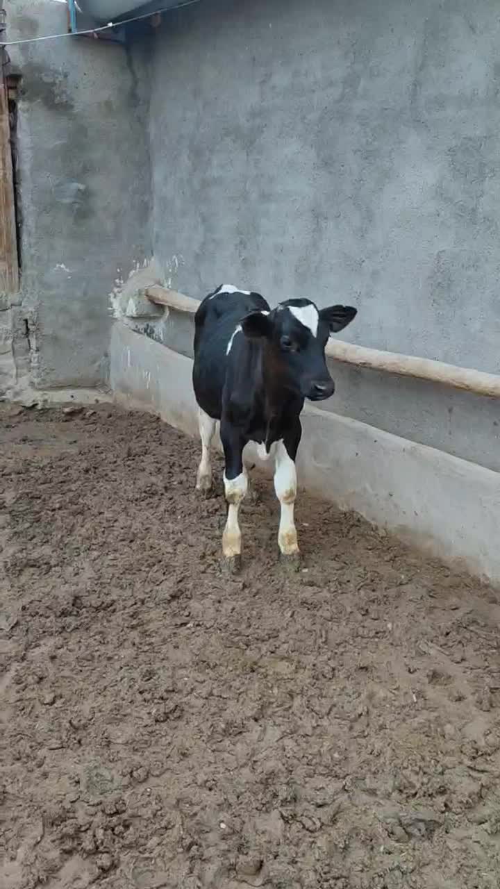 گوساله 150کیلویی|حیوانات مزرعه|قزوین, |دیوار