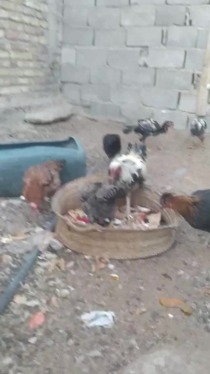 خروس وماکیان|حیوانات مزرعه|سراوان, |دیوار