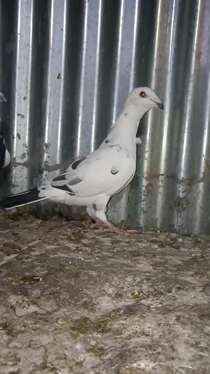 کفتر گلی|پرنده|شیراز, شهرک مدرس|دیوار