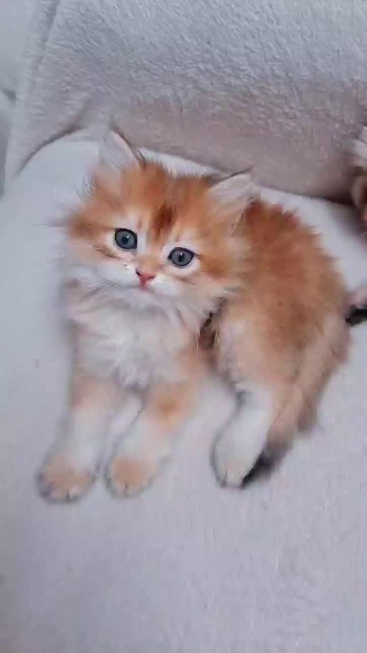 گربه بریتیش وارداتی ny11و ny25|گربه|تهران, چیتگر جنوبی|دیوار