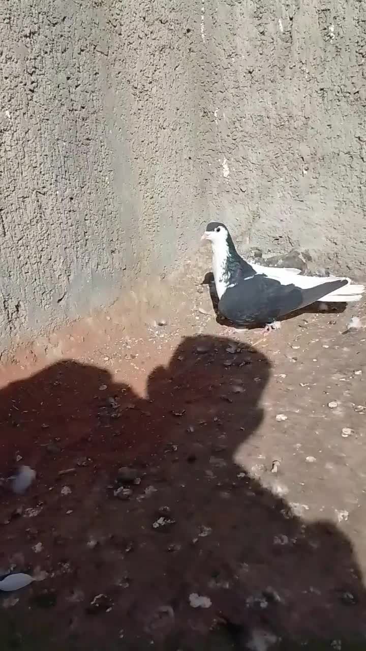 چپ سیاه نرشقه 750|پرنده|بجنورد, |دیوار