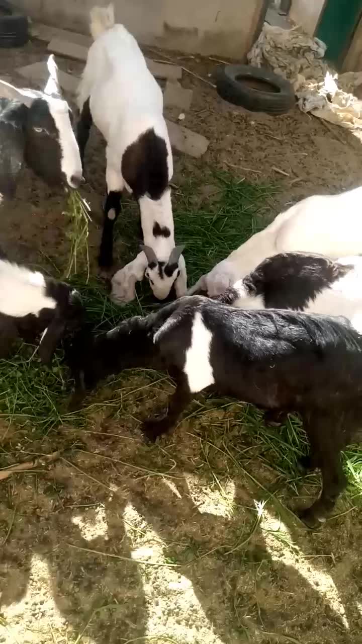 بز و کهره|حیوانات مزرعه|خاش, |دیوار