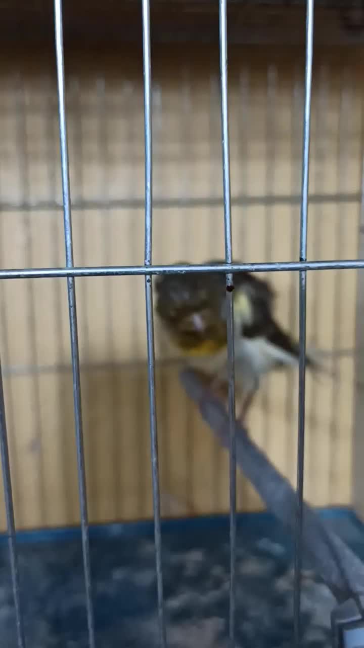 قناری رسمی بلند|پرنده|برازجان, |دیوار