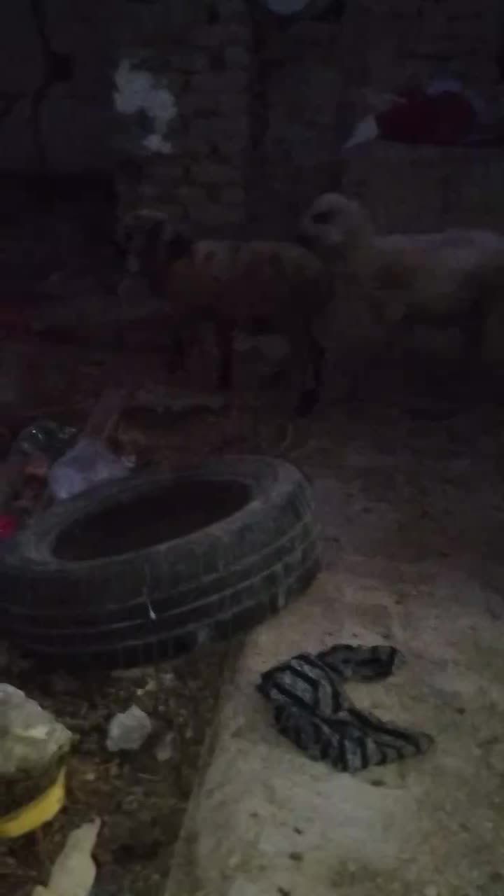 بره یک نر هفت تا ماده قیمت مناسب بردسیر|حیوانات مزرعه|کرمان, |دیوار