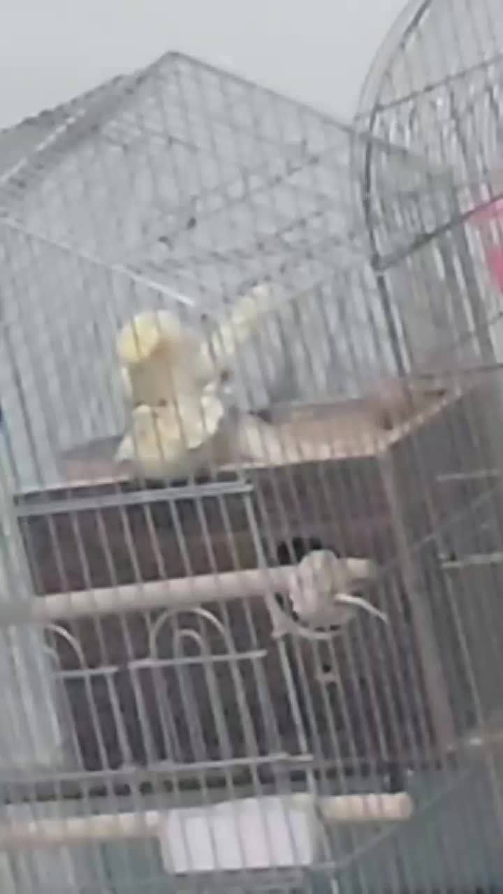 عروس هلندی با تخم|پرنده|همدان, |دیوار