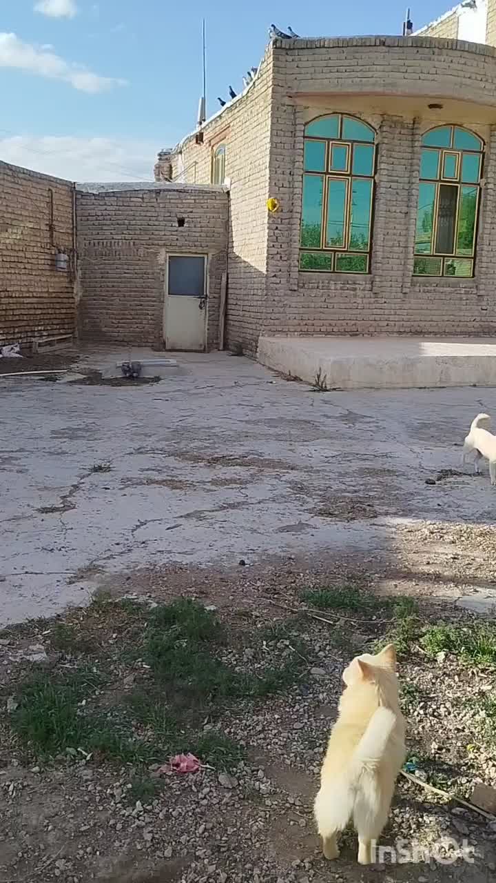 پاکوتا|سگ|یامچی, |دیوار