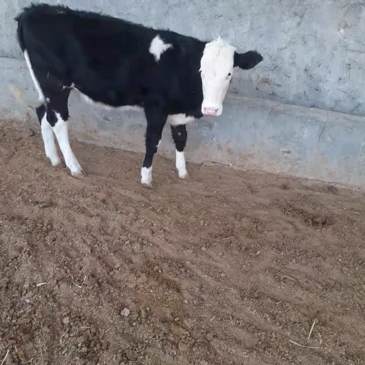 نوکل سمینتال|حیوانات مزرعه|دره شهر, |دیوار