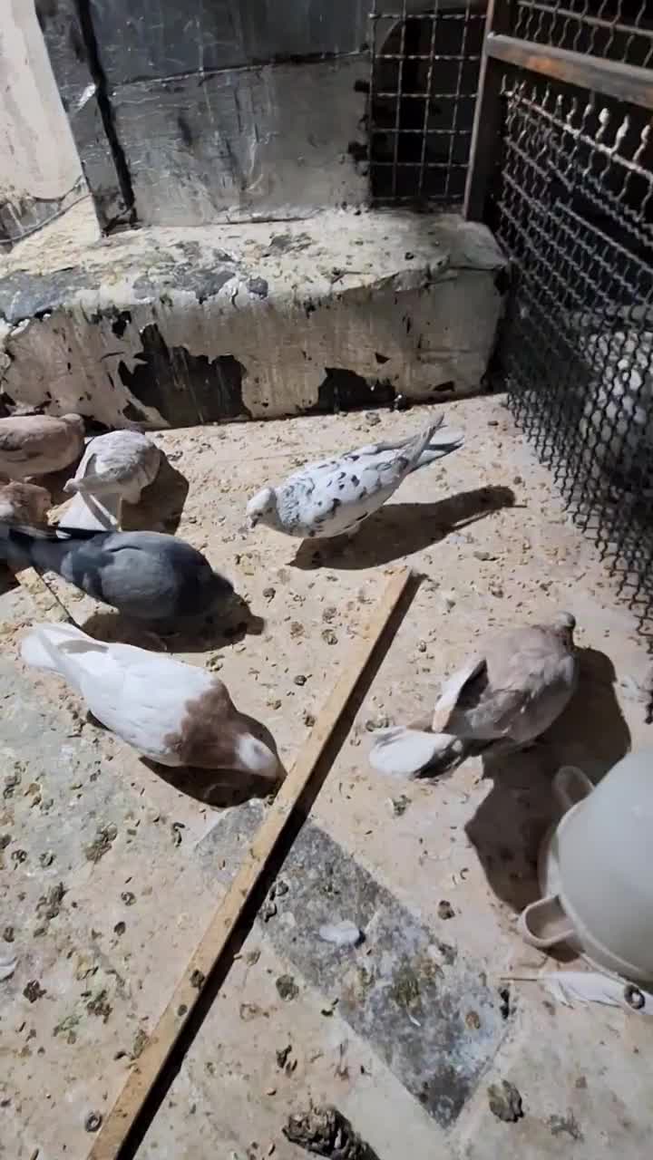 کفتر نقش و پرشی|پرنده|نائین, |دیوار