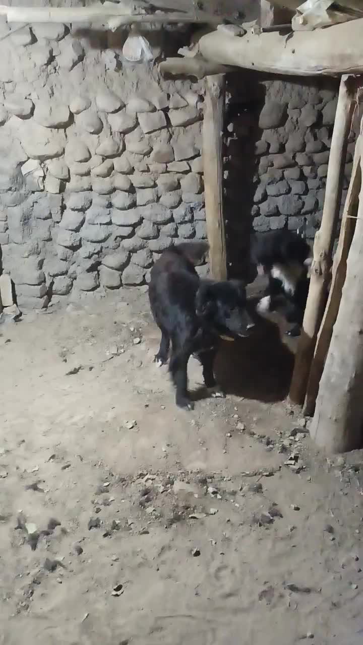 سگه گله|سگ|ساوه, |دیوار