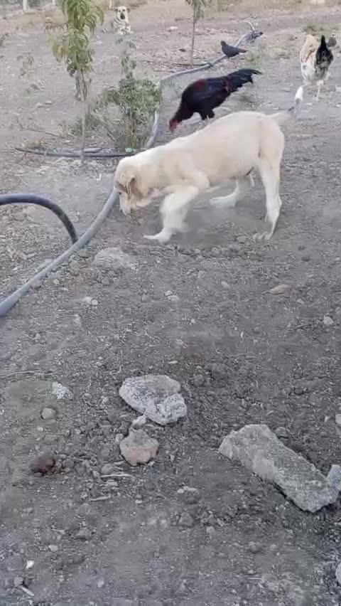 دزدیده شدن سه توله پشدر عراقی|سگ|مهاباد (آذربایجان غربی), |دیوار