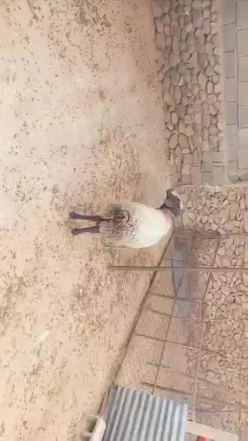 فروش میش شال ژن دار|حیوانات مزرعه|شیراز, شهرک مطهری|دیوار