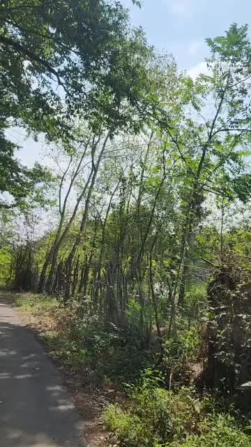 زمین کاسبی به علت مهاجرت / لاهیجان / ویو کوه ۲۰۰۰|فروش زمین و ملک کلنگی|لاهیجان, آهندان|دیوار