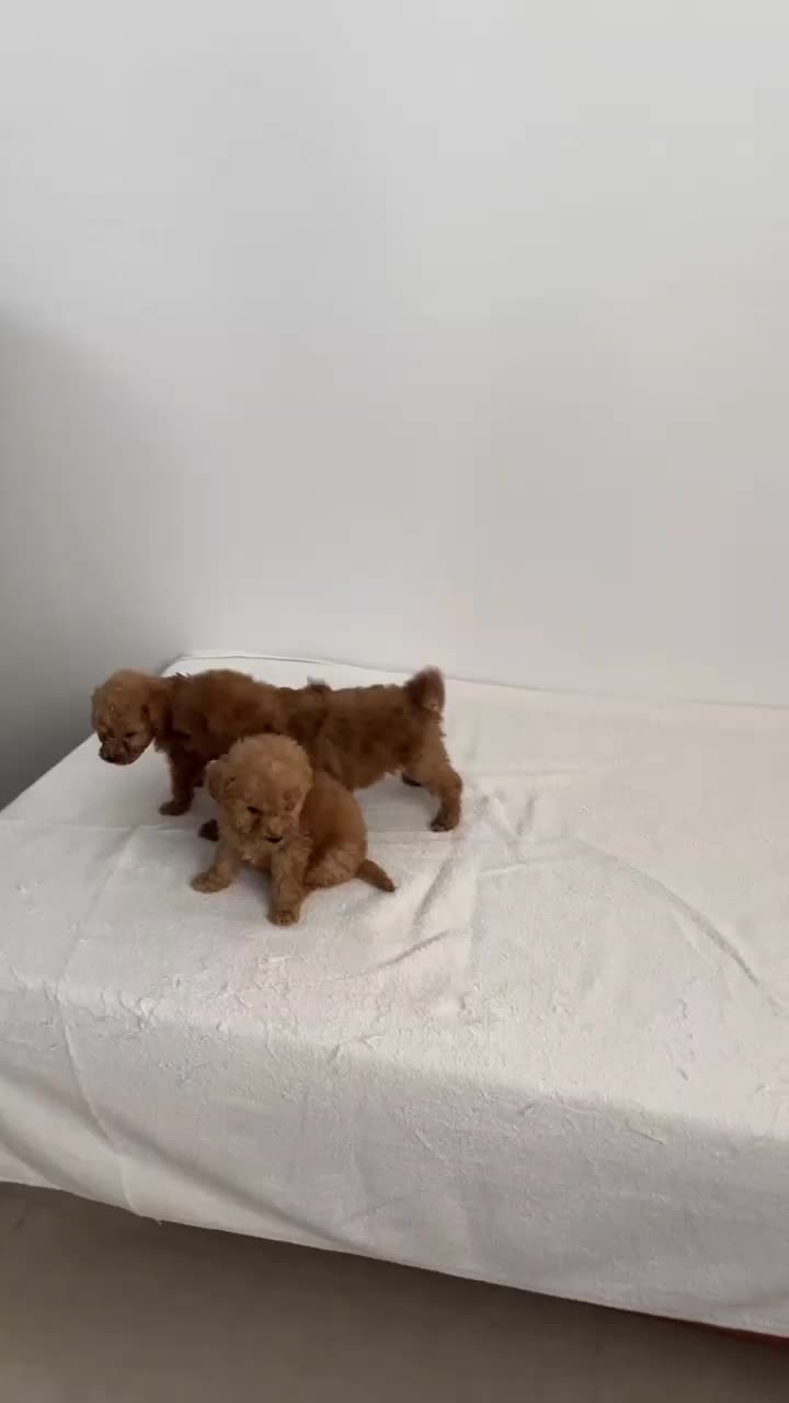 پودل سایز توی اورجینال|سگ|تهران, سعادتآباد|دیوار