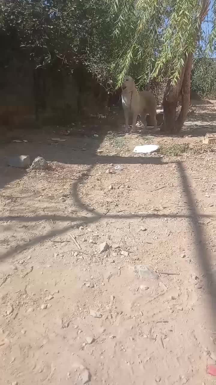 ماده سرابی|سگ|شیروان (لرستان), |دیوار