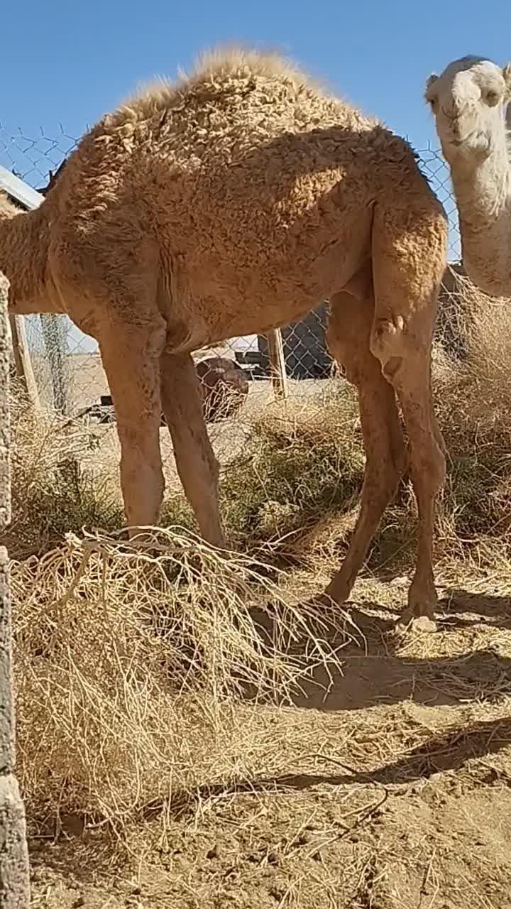 دو عدد بلبون جنس عرب|حیوانات مزرعه|چاهک, |دیوار