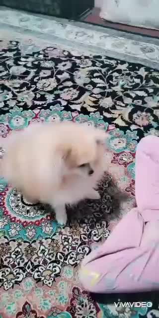 سگ پامرانین|سگ|نورآباد ممسنی, |دیوار