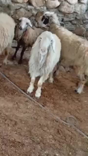 شانزده راس میش داشتی|حیوانات مزرعه|کازرون, |دیوار