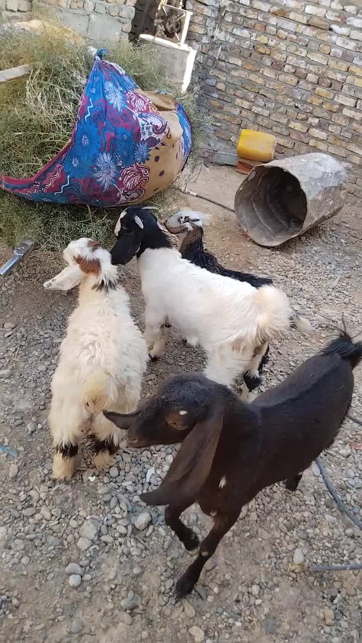 چهار کهره سه تا ماده یک نر|حیوانات مزرعه|زهک, |دیوار