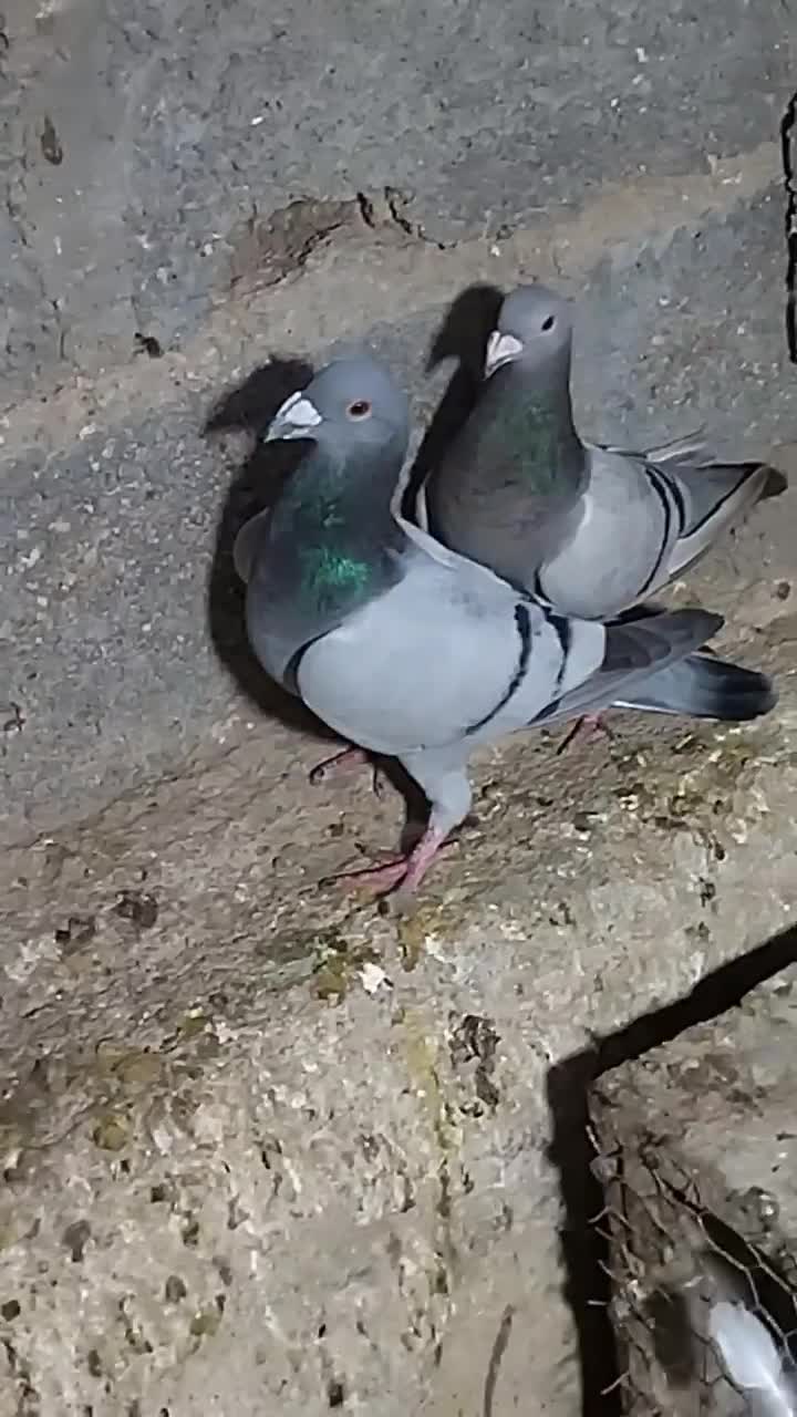 کبوتر میکس مریس دلبر شو ریسر|پرنده|گراش, |دیوار