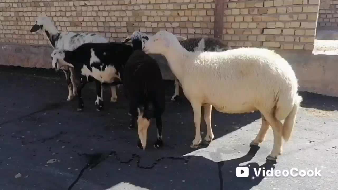 میش پلنگی|حیوانات مزرعه|تربت‌حیدریه, ۴۵ متری|دیوار