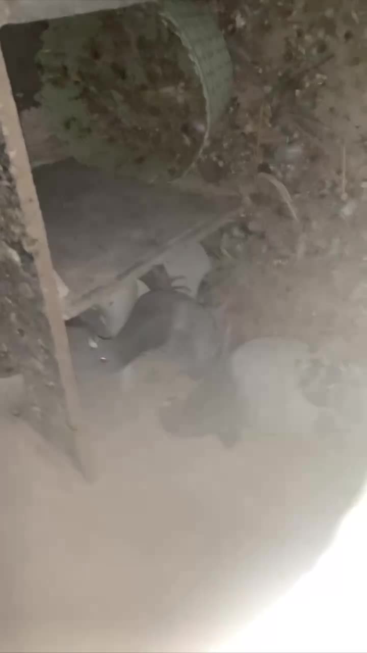 پلاکی|پرنده|دهدشت, |دیوار