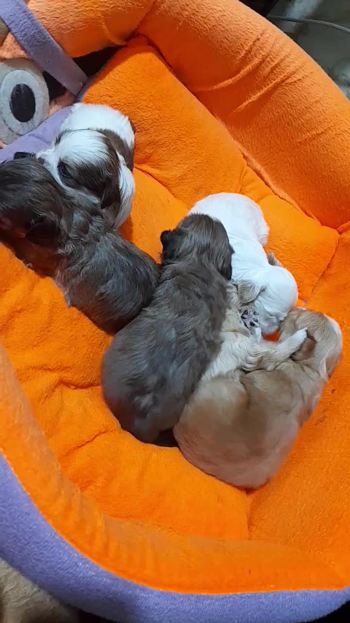 واگذاری توله شیتزو|سگ|تبریز, |دیوار