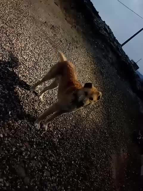 سگ فروشی|سگ|پلدشت, |دیوار