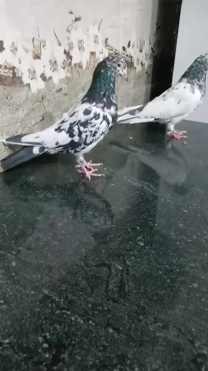 کبوتر پاکستانی پرشی|پرنده|یاسوج, |دیوار