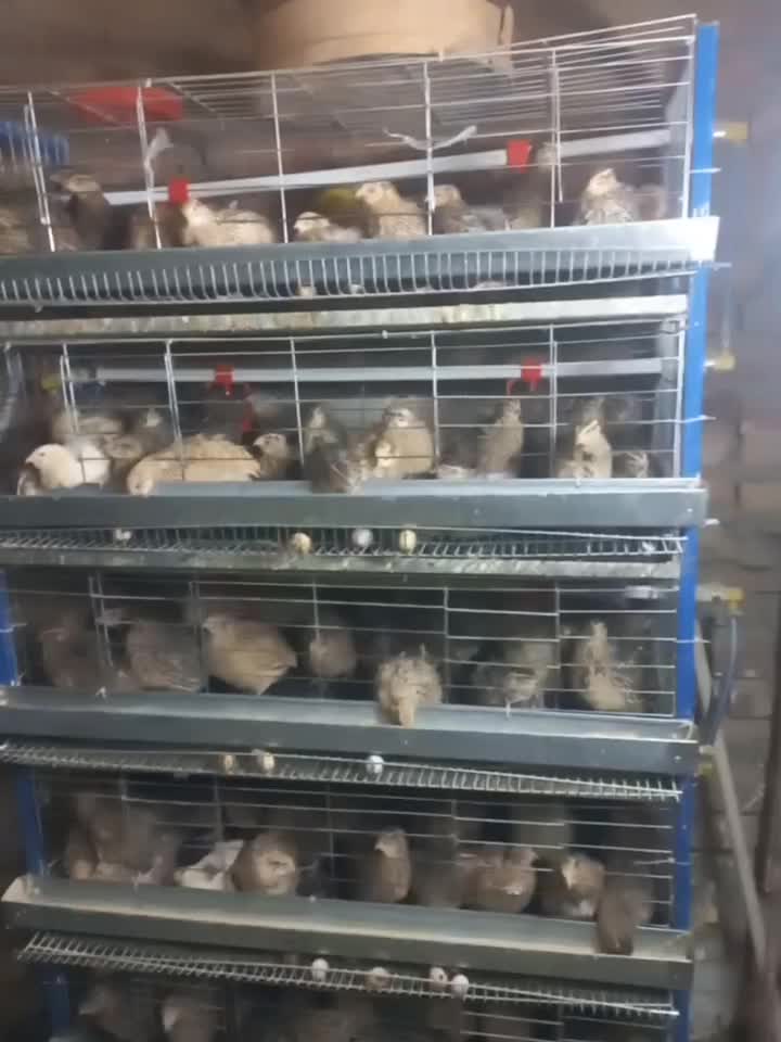 بلدرچین|حیوانات مزرعه|نسیم‌شهر, |دیوار