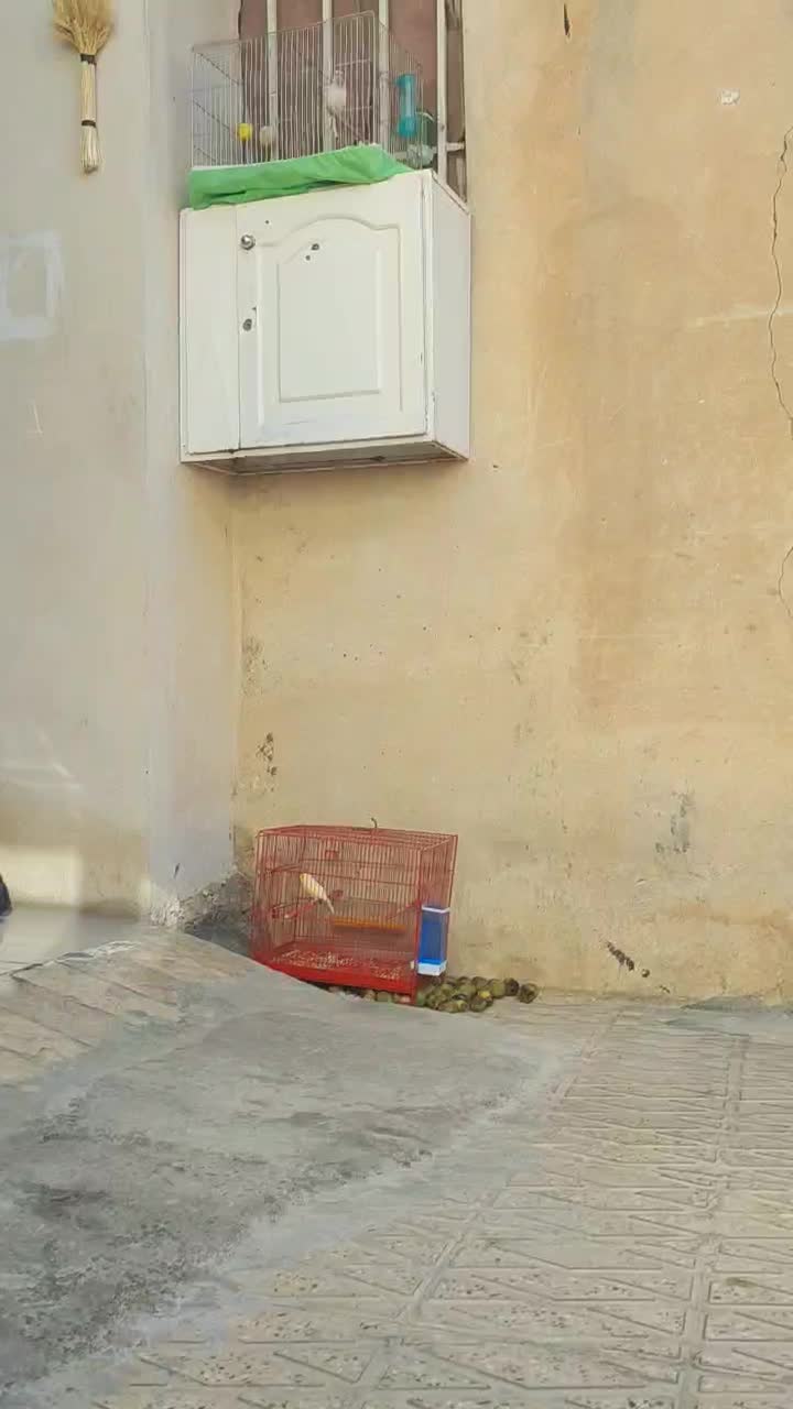 دو عدد سهره قناری|پرنده|ملکشاهی, |دیوار