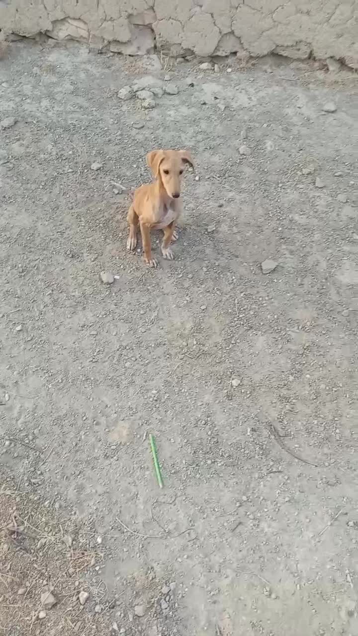 ماده تازی توله|سگ|دیواندره, |دیوار