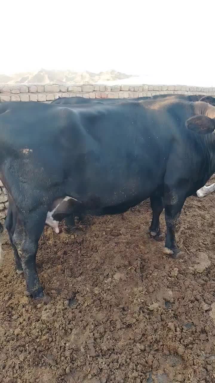 چندعددگاو شیری همه آبستن بالا شکم دومم.|حیوانات مزرعه|بردسکن, |دیوار