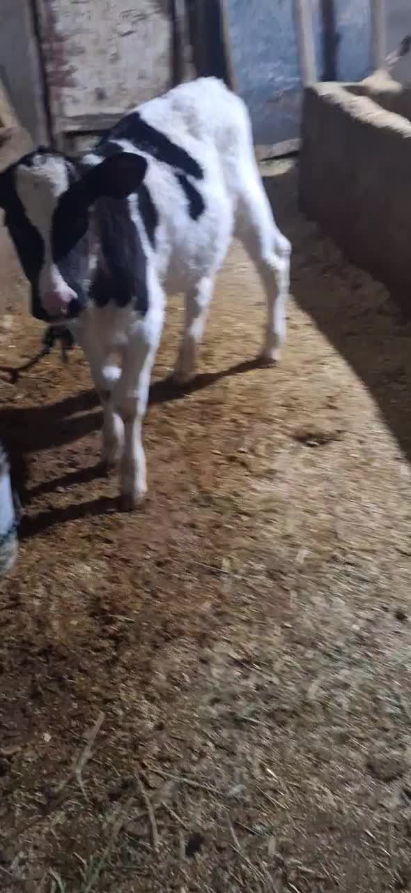 گاو هلشتاین شکم اول با گوساله نر|حیوانات مزرعه|قیدار, |دیوار