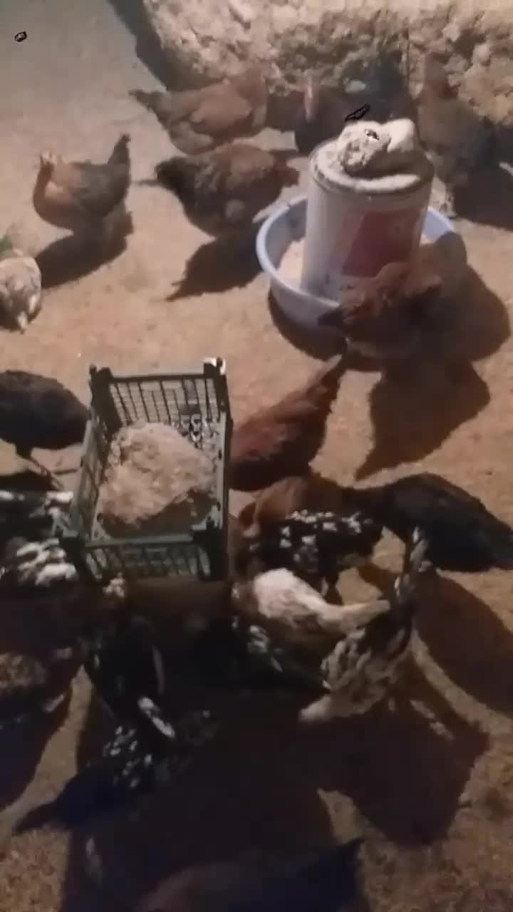 معاوض بامرغ تخم گذار|حیوانات مزرعه|بیجار, |دیوار