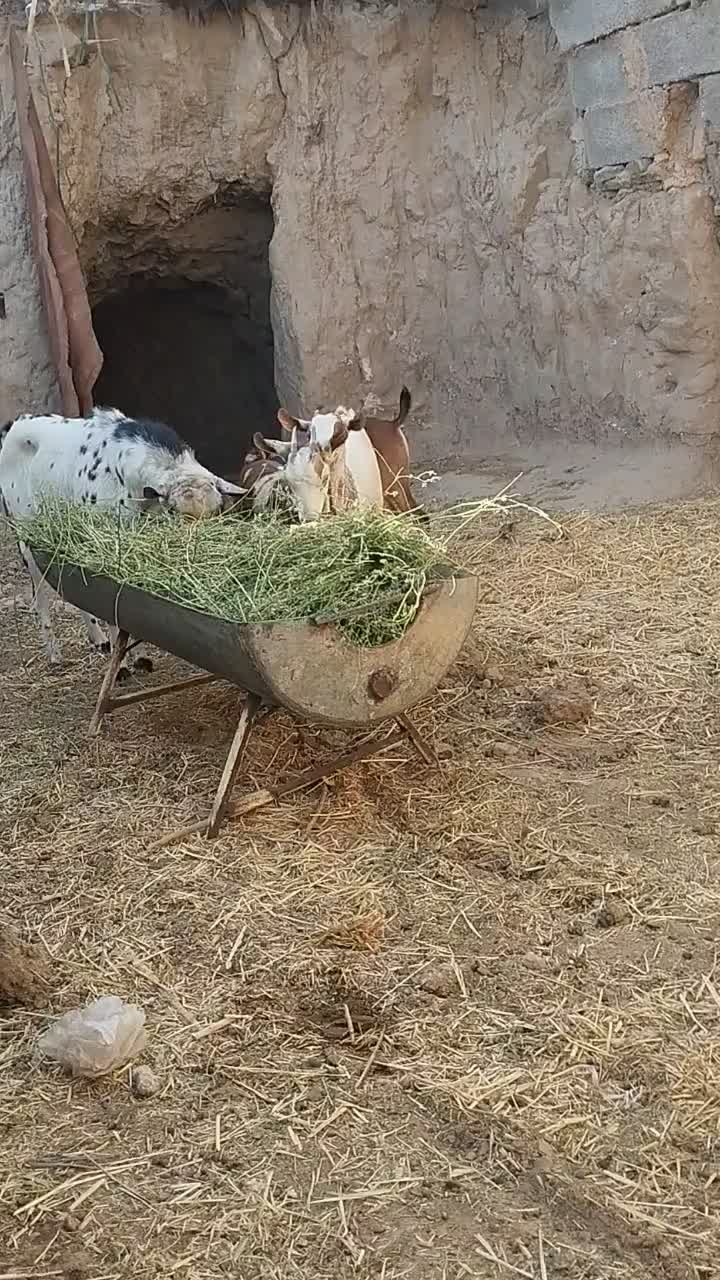 صلاله وارداتی|حیوانات مزرعه|فردوس (خراسان), |دیوار