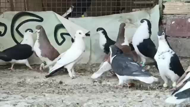 ۱۷عدد  ساده جنگی بلد زاهدان|پرنده|تربت‌حیدریه, پایانه مسافربری تربت حیدریه|دیوار