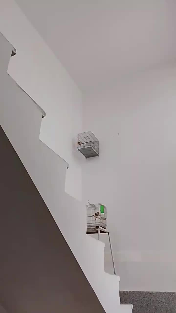 سهره قناری|پرنده|همدان, |دیوار