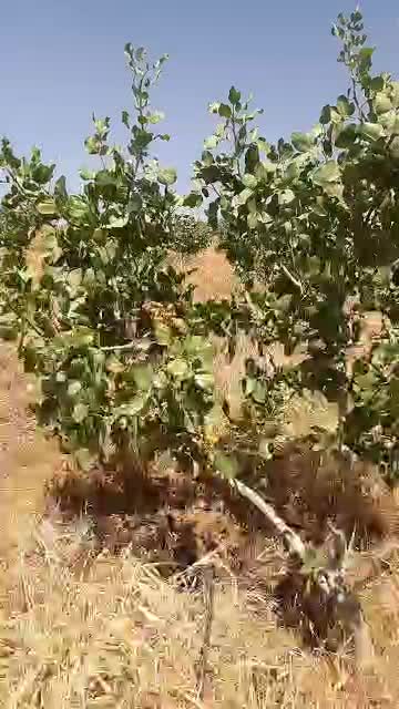 نهال پسته امریکایی|خدمات باغبانی و درختکاری|اصفهان, باغ زیار|دیوار