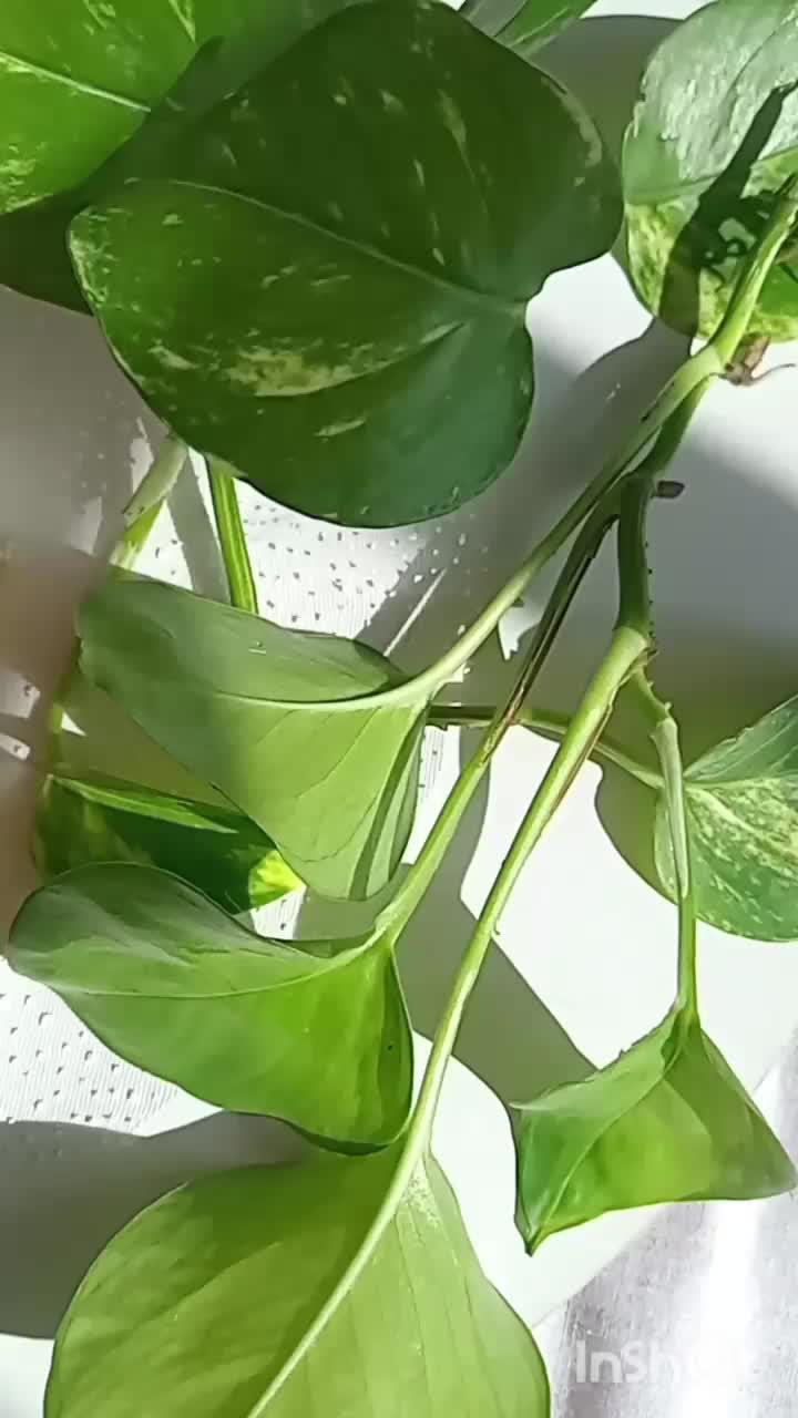 تنوع کار.|صنایع دستی و سایر لوازم تزئینی|اردکان, |دیوار